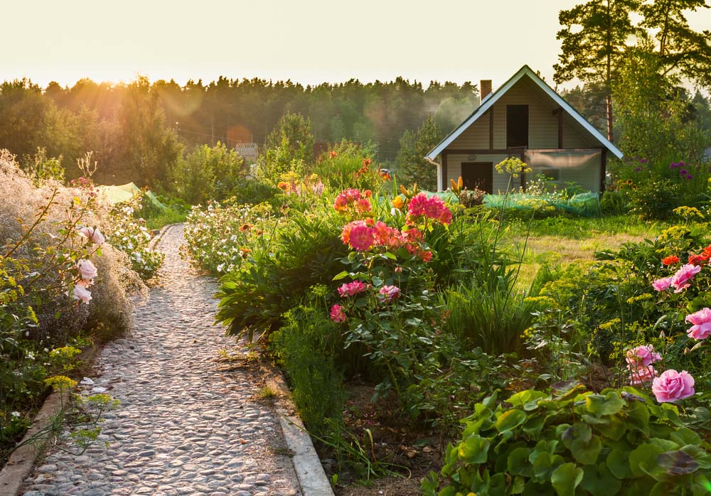 Pathway rose garden