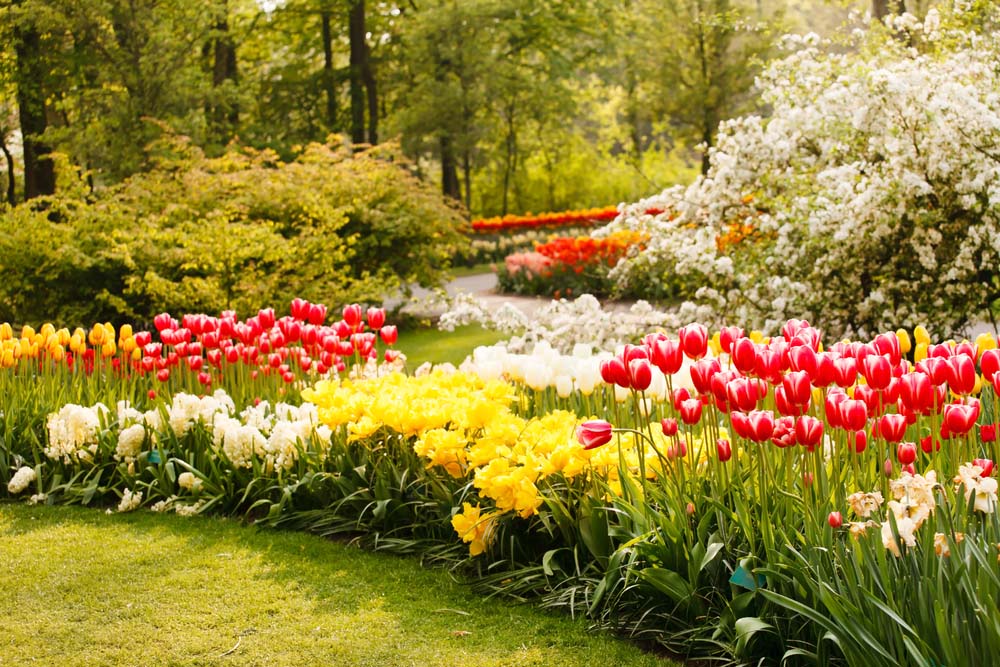 Try adding beds of tulips in your home garden